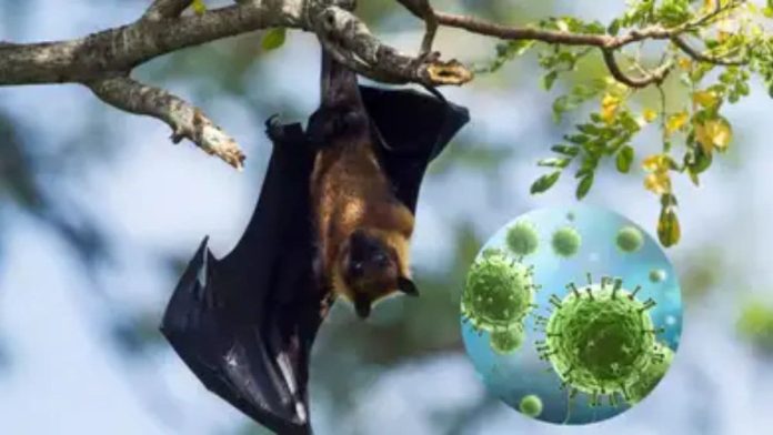 Nipah Virus 1
