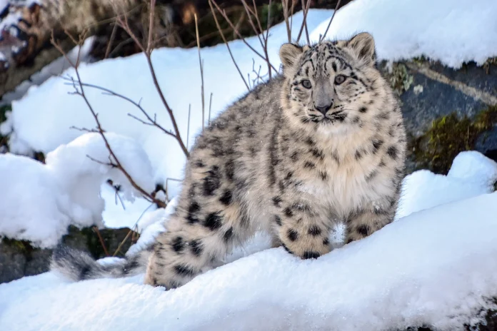 Snow Leopard Dies Naturally in Chitral, Highlighting Successful Human-Wildlife Coexistence