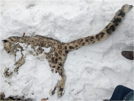 Natural Death of Snow Leopard in Chitral Highlights Growing Coexistence with Humans